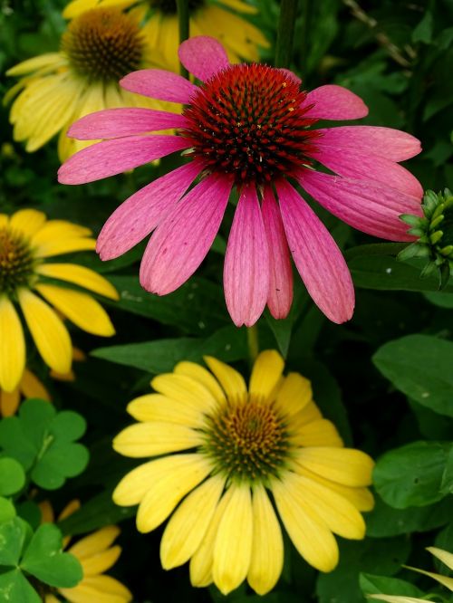 sun hat echinacea purpurea translucent sonnenhut