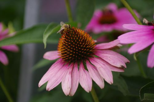 sun hat bee flower