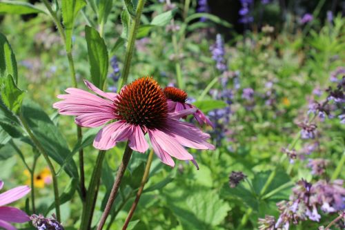 sun hat flower blossom