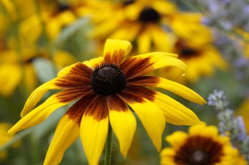 sun hat close flower