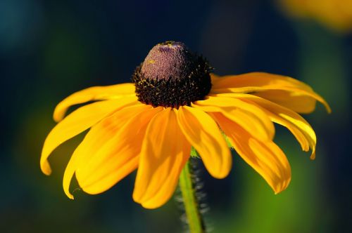 sun hat flower blossom