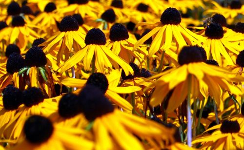 sun hat flowers flower