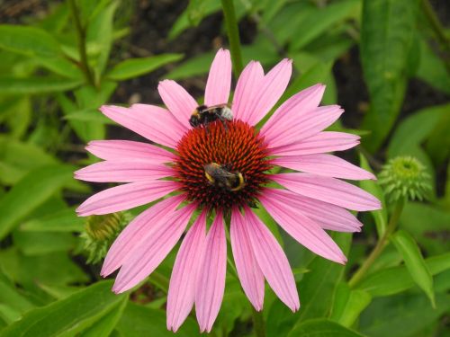 sun hat bumblebees bees