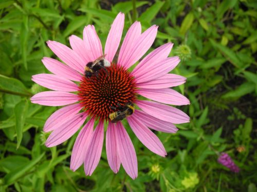 sun hat bumblebees bees