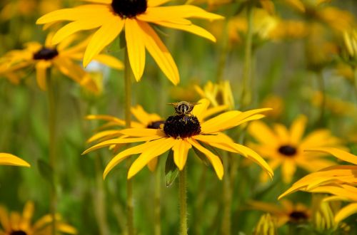 sun hat bee blossom