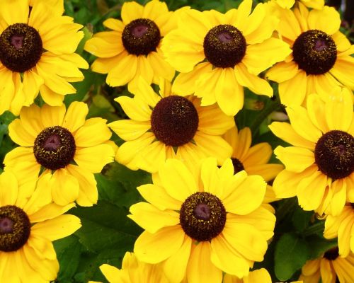 sun hat flowers yellow