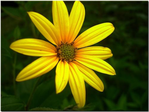 sun hat yellow blossom