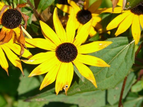 sun hat ordinary sonnenhut rudbeckia fulgida