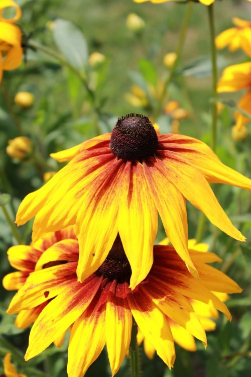 sun hat yellow close up summer garden