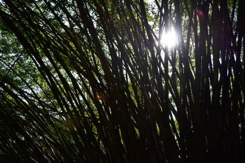 sun light bamboo bamboo trees