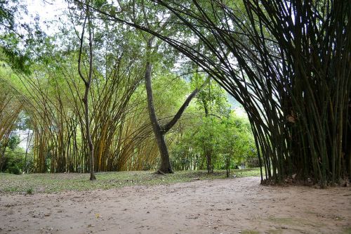 sun light bamboo bamboo trees