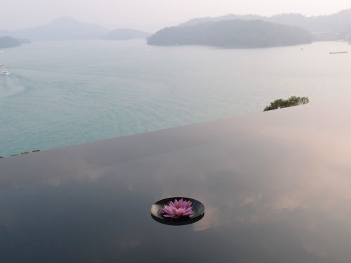 sun moon lake reflection pond flower