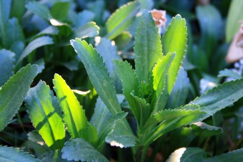 Sun On Green Leaves