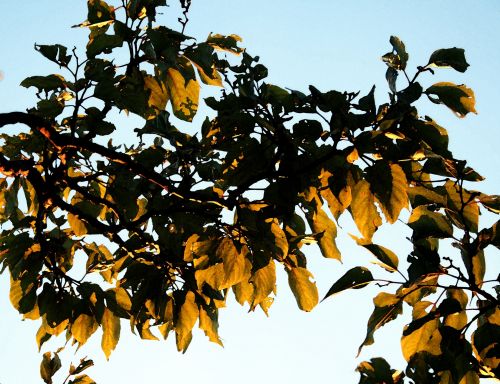 Sun On Leaves