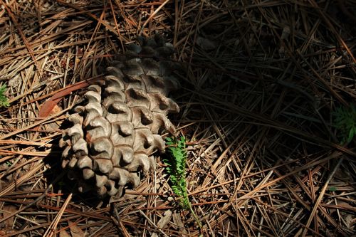 Sun On Pine Cone And Needles