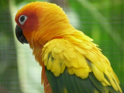 sun parakeet parrot aratinga solstitialis
