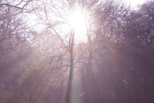 sun ray trees sun