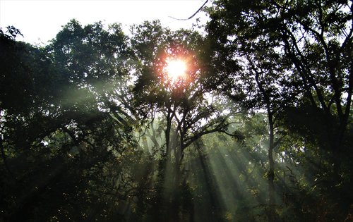 sun rays  rays of the sun  trees