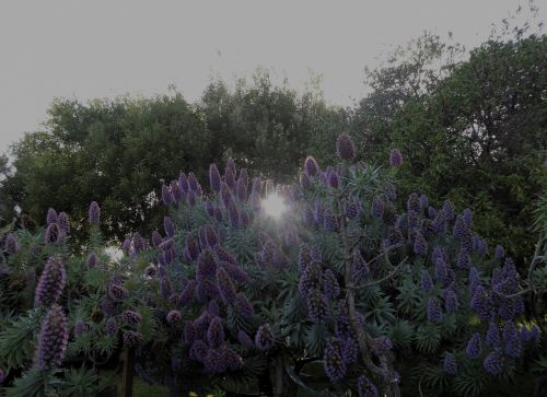 Sun Rays And Purple Blooms