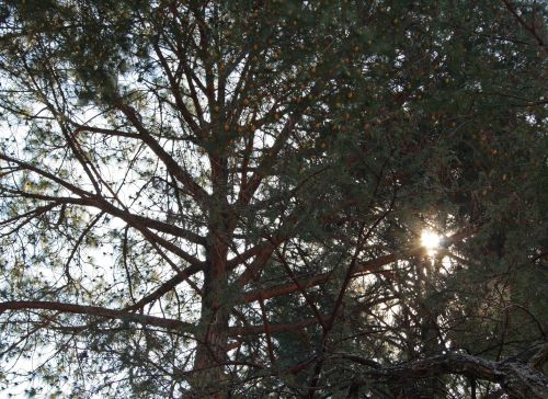 Sun Seen Through Pine Trees