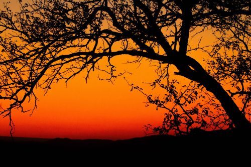 sun set africa silhouette