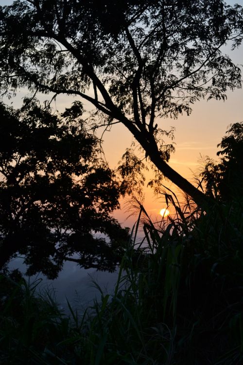 sun set plant nature