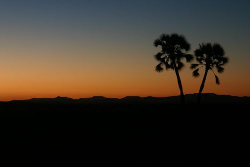 sun set palm tree horizon