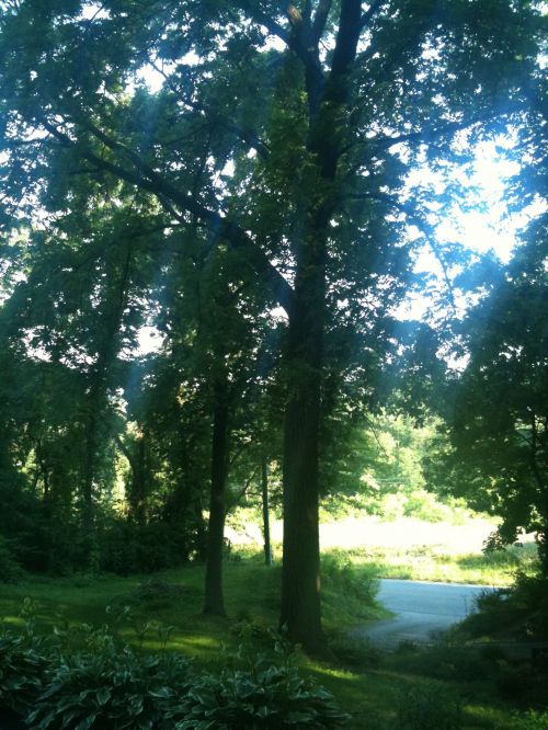 Sun Shining Through Trees