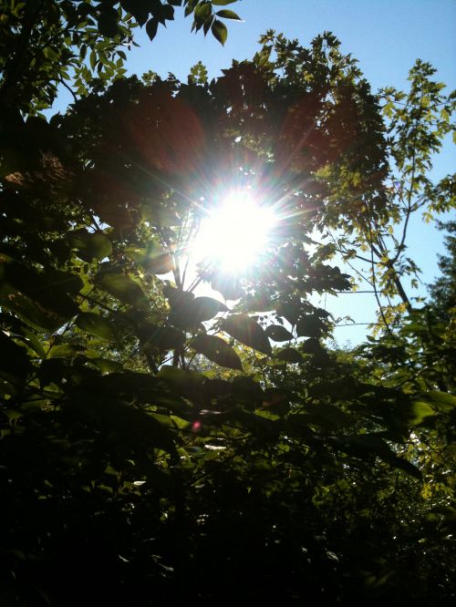 Sun Shining Through Trees