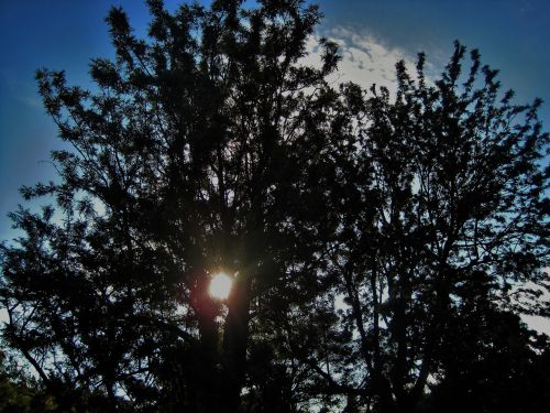 sun through branches tree branches