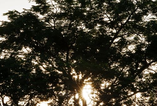 Sun Through Tree Branches