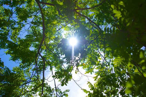 Sun Through Tree Leaves