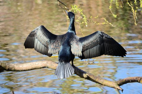 Sunbathing Cormorant