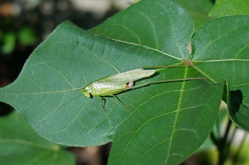 sunbathing grasshopper on cotton grasshopper insect