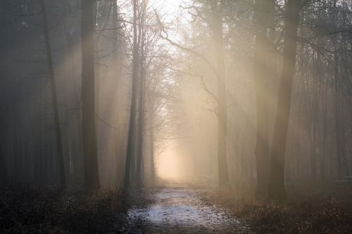 sunbeam forest fog