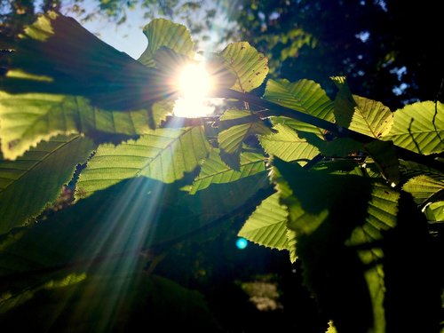 sunbeam  leaves  autumn light