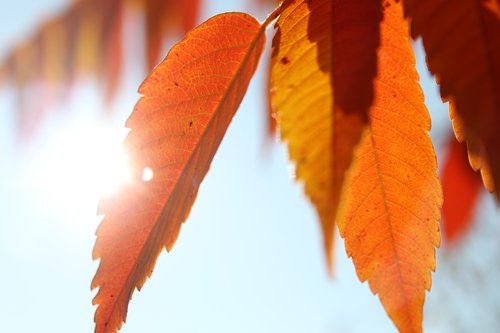 sunbeam  leaves  tree