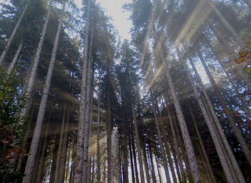 sunbeam forest trees