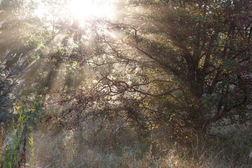 sunbeams morning sol