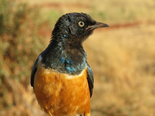starling orange bird
