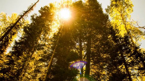 sunburst trees nature