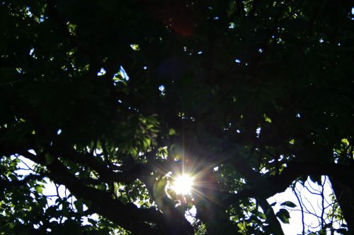 Sunburst In Tree