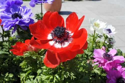 suncheon bay flowers the close-up