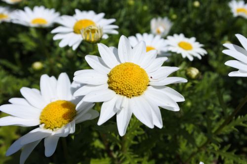 suncheon bay flowers the close-up