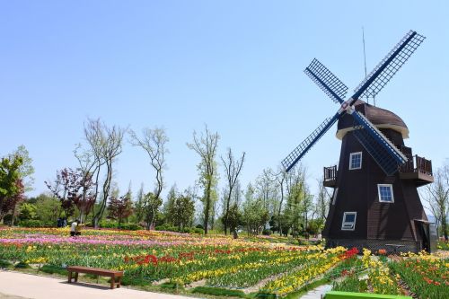 suncheon bay flowers garden