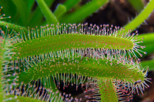 sundew carnivore green