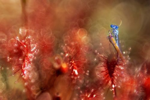 sundew surreal atmosphere