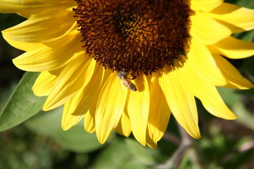 sunflower autumn flower