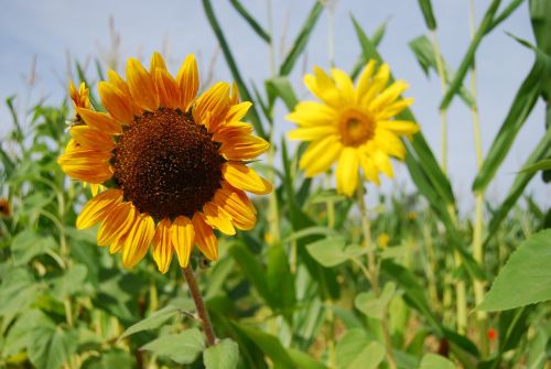 sunflower plants flowers