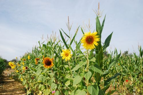 sunflower corn stalks corn